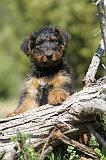 AIREDALE TERRIER 242